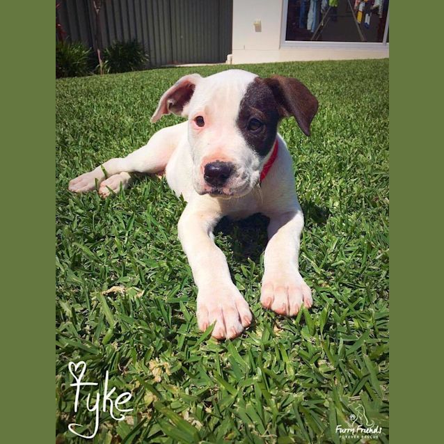 Photo of Tyke! *Adopt Me*