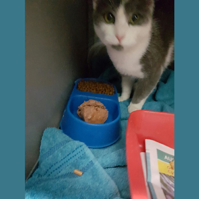 Photo of Reginald