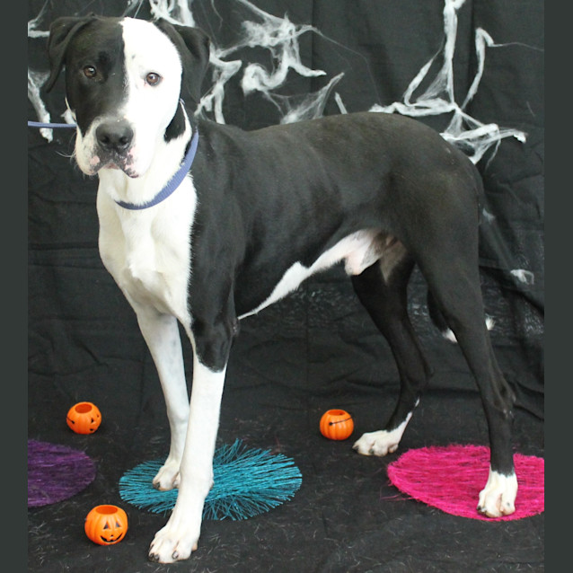 Photo of Snoop