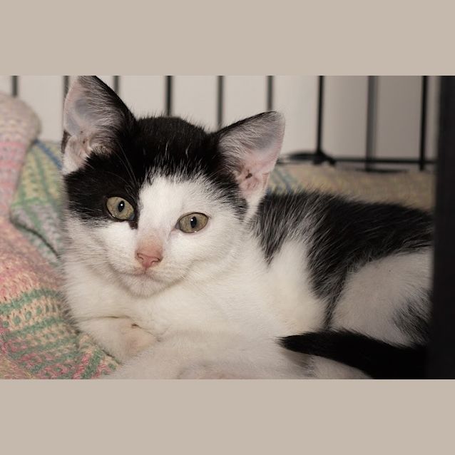 Photo of Hector