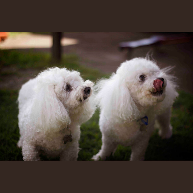 Photo of Rosie And Lucky ~ Bichon Frise, Pair(trial 17/7/16