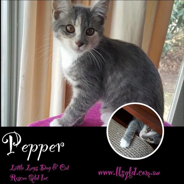 Photo of Pepper