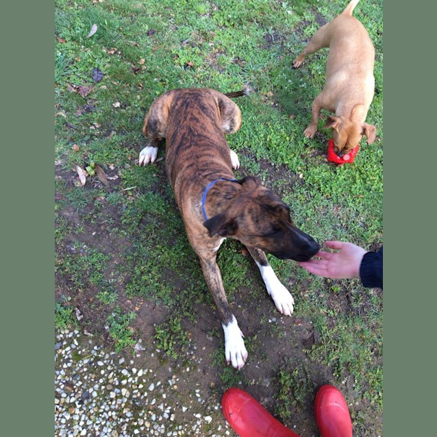 Photo of Ryder