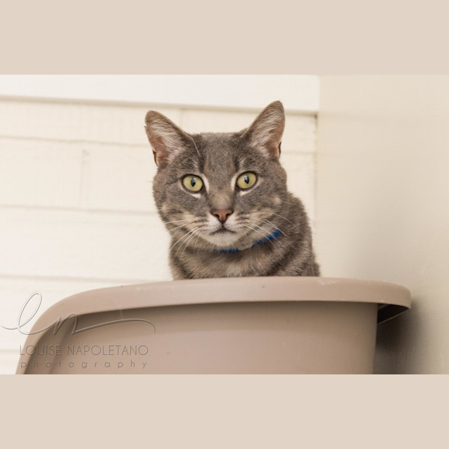 Photo of Shade (4147)