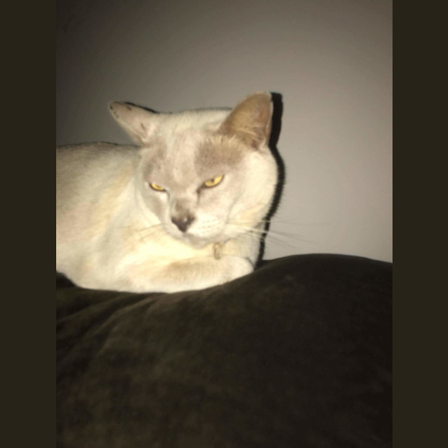 Photo of Lucky