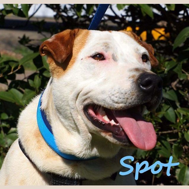 Photo of Spot