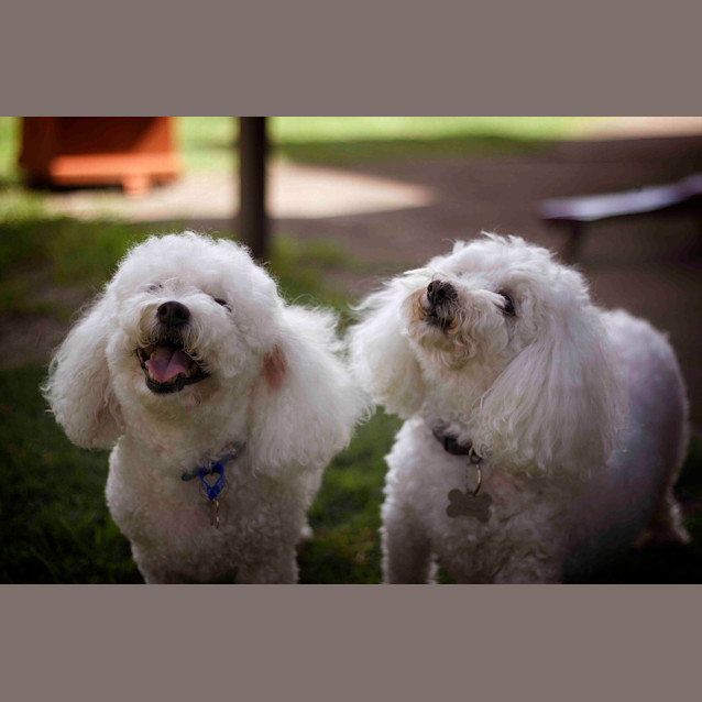 Photo of Rosie And Lucky ~ Bichon Frise, Pair(trial 17/7/16