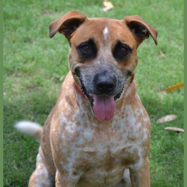 Photo of Rufus