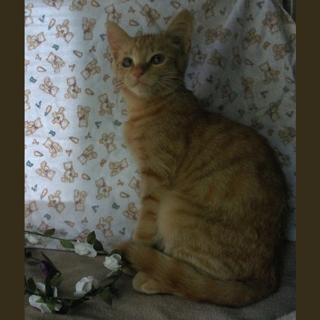 Photo of Picasso @ The Pet House Tuggerah