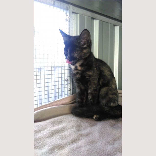 Photo of Prada @ The Pet House Tuggerah