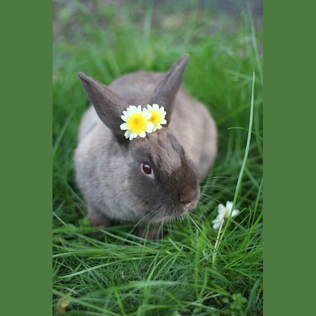 Photo of Indy And Louie 