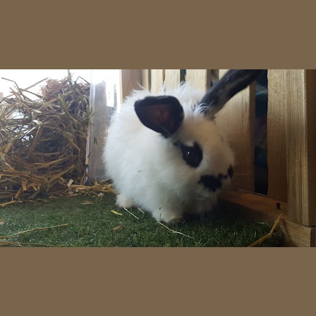 Photo of Beatlejuice