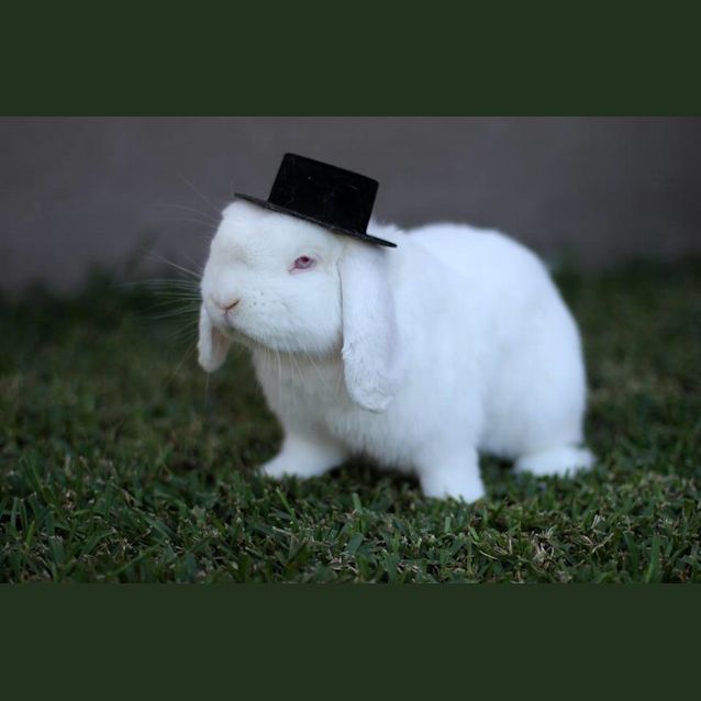 Photo of Indy And Louie 