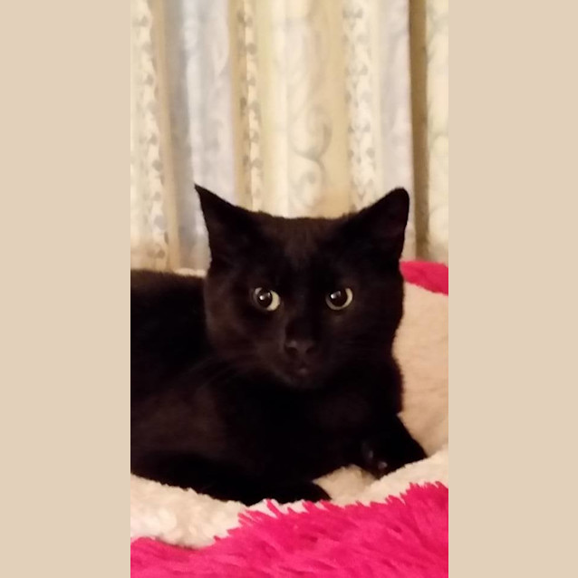 Photo of Black Panther **2nd Chance Cat Rescue**