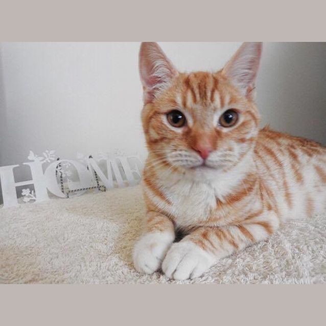 Photo of Rolly