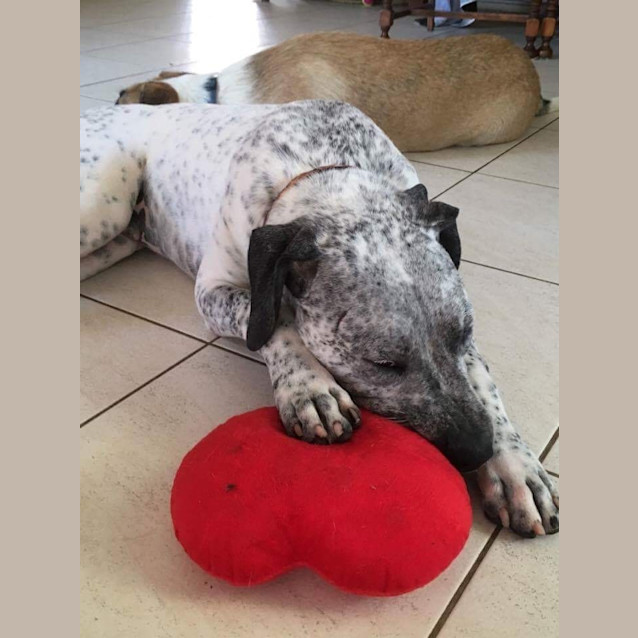 Photo of Shadow (Child And Cat Friendly)