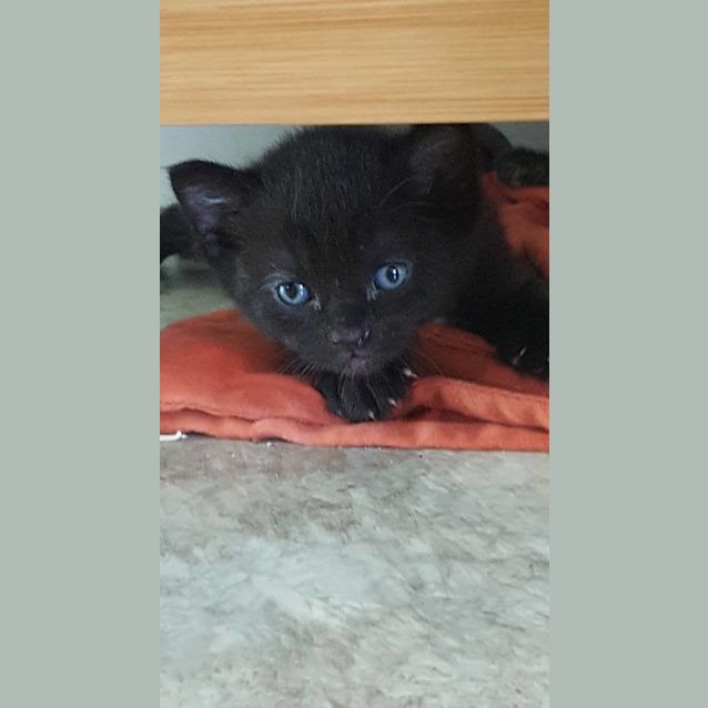 Photo of Midnight