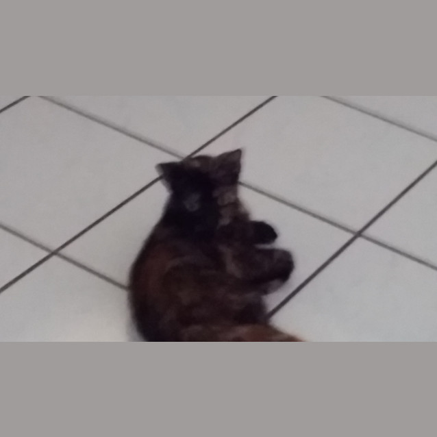 Photo of Snookie