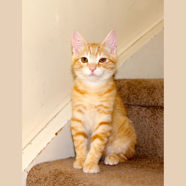 Photo of Professor Crookshanks