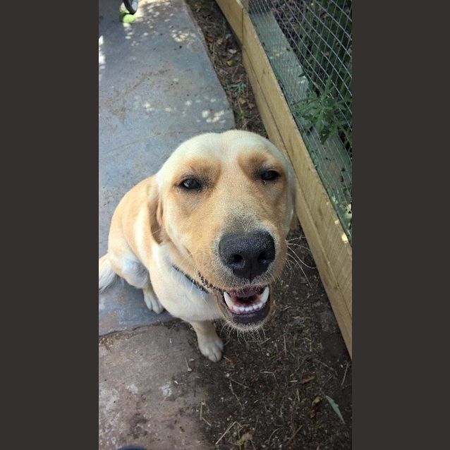 Photo of Lola