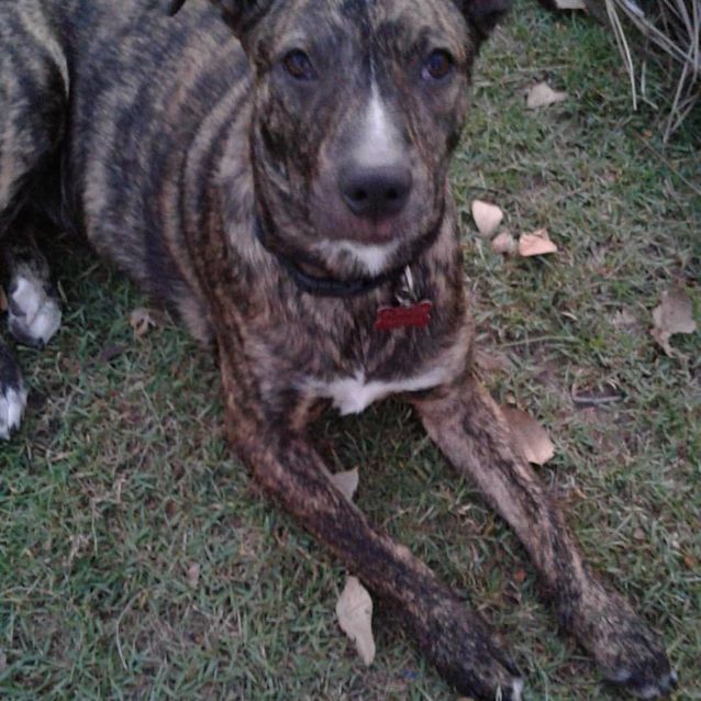 Photo of Bree (Adoption Pending)