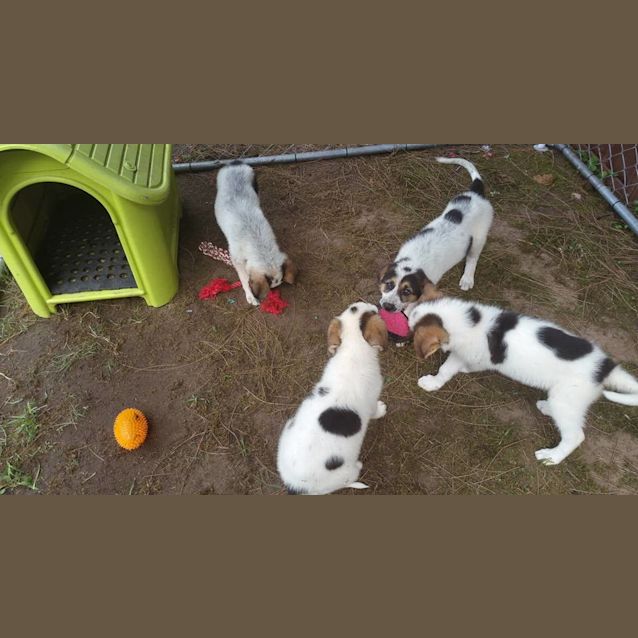 Photo of Patch