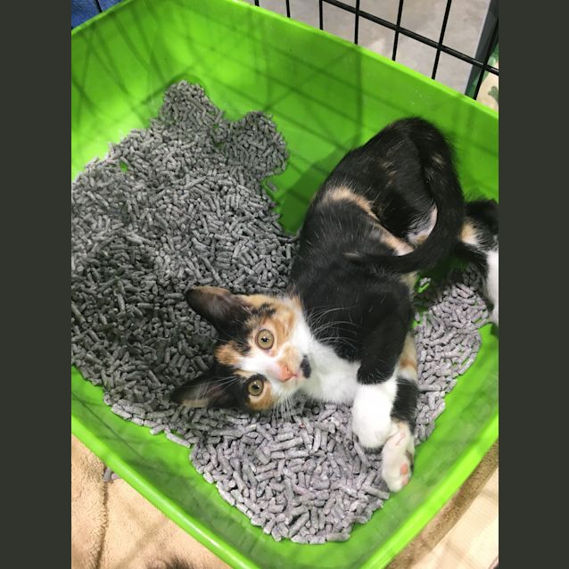 Photo of Adventurous Trixie!