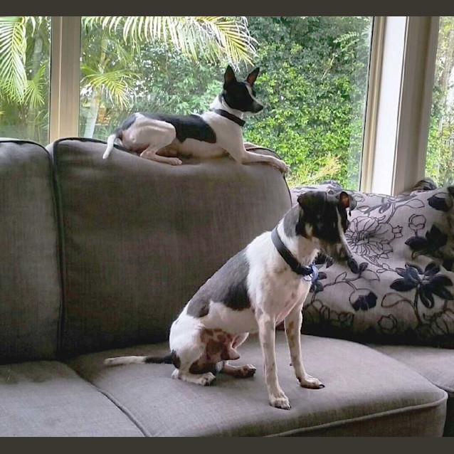 Photo of Max & Millie ~ Fox Terrier Pair (On Trial 5/04/17)
