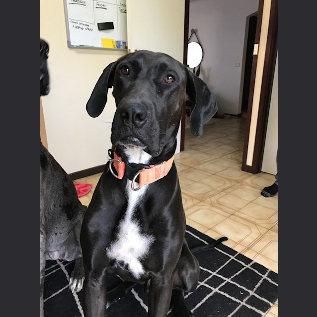 Photo of Diesel