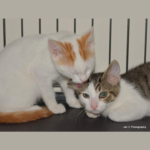 Photo of Cruz  **A Cheeky Boy **