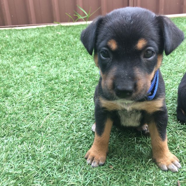 Photo of Pixie ** Our Little Angel **