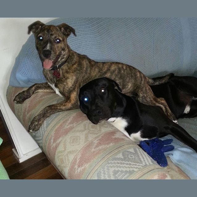 Photo of Bree (Adoption Pending)