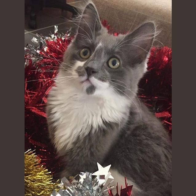 Photo of Alain The Friendly Kitten