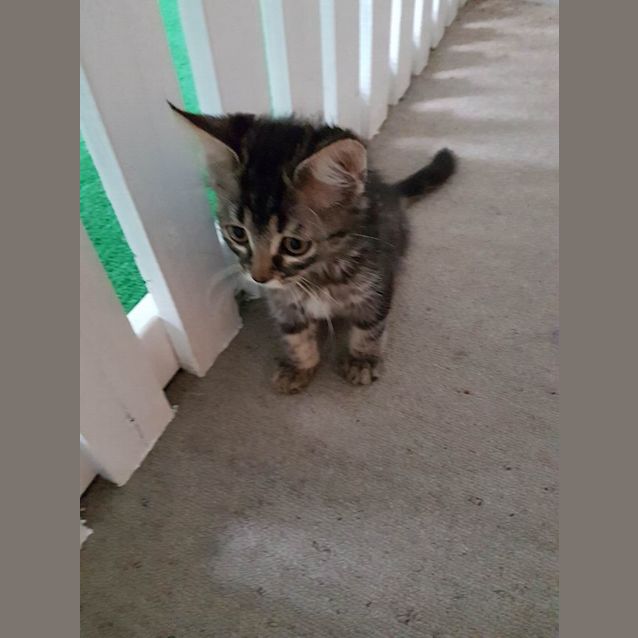 Photo of Bella (Located In Beaufort)