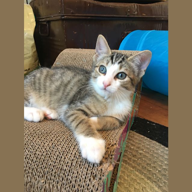 Photo of Louie The Purr (Located In Altona North)