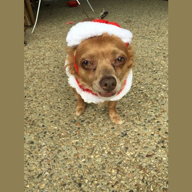 Photo of Daisy (Available Soon)