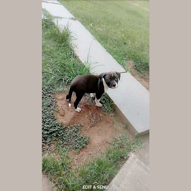 Photo of Hope ** A Special Puppy **
