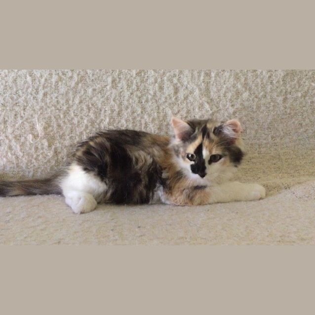 Photo of Riva 