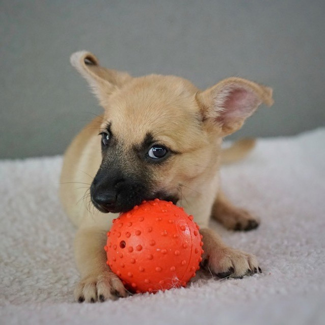 Photo of Jaz (D3459) 