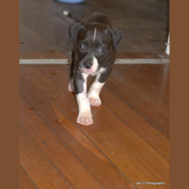 Photo of Hope ** A Special Puppy **