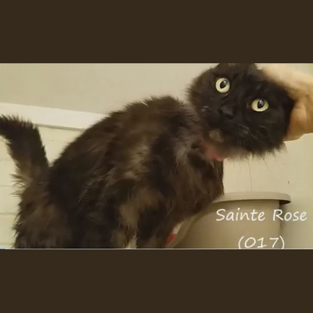 Photo of Sainte Rose (0017)