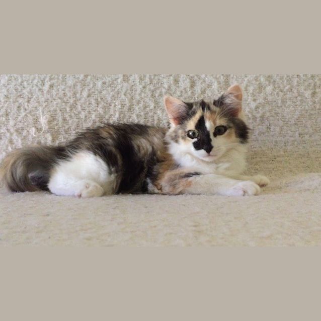 Photo of Riva 