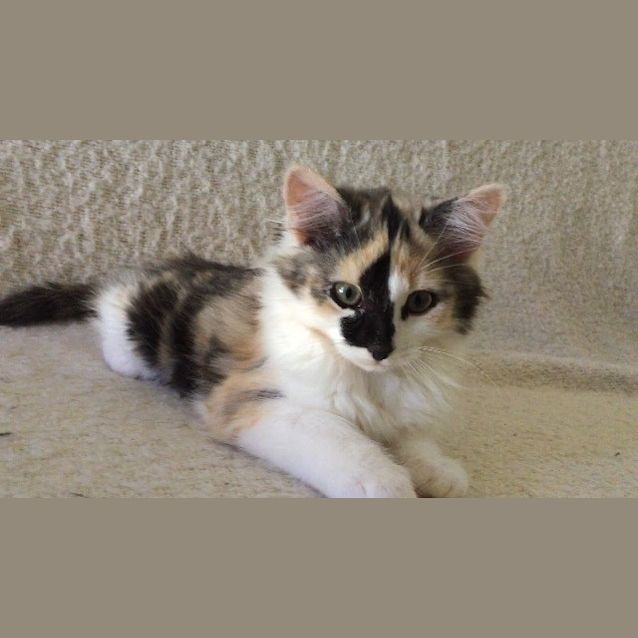 Photo of Riva 