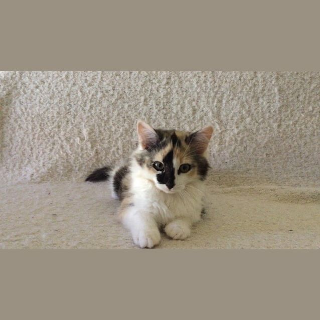 Photo of Riva 