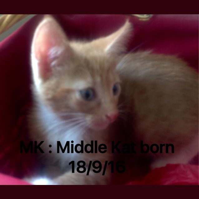 Photo of Mk For Middle Kat 