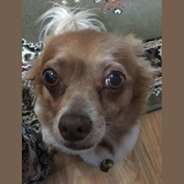 Photo of Daisy (Available Soon)