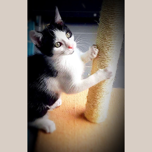 Photo of The Clawsome Nardo! 