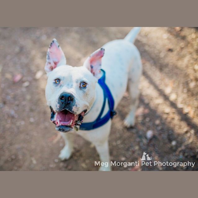 Photo of Bop *I'm Just $200!*