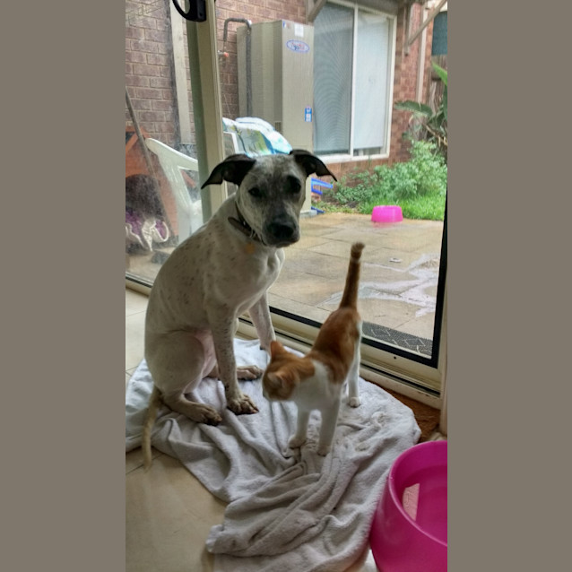 Photo of Ivy.. Cat, Dog And Child Friendly