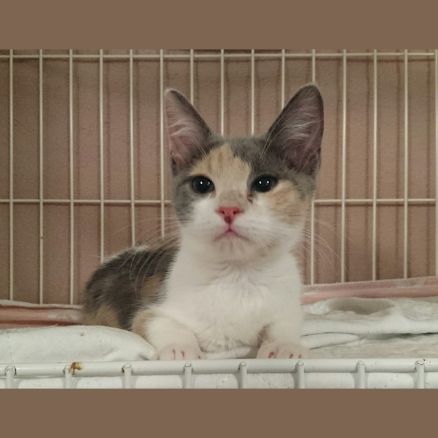 Photo of Mia